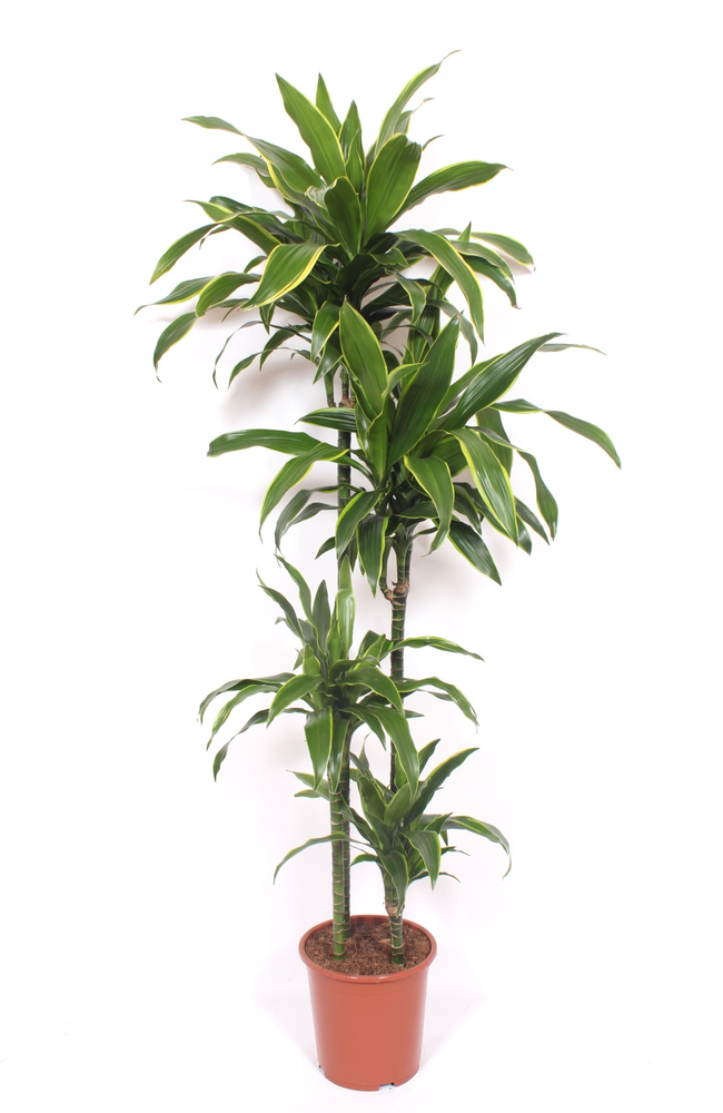 Dracaena Arturo 120-90-60-30.