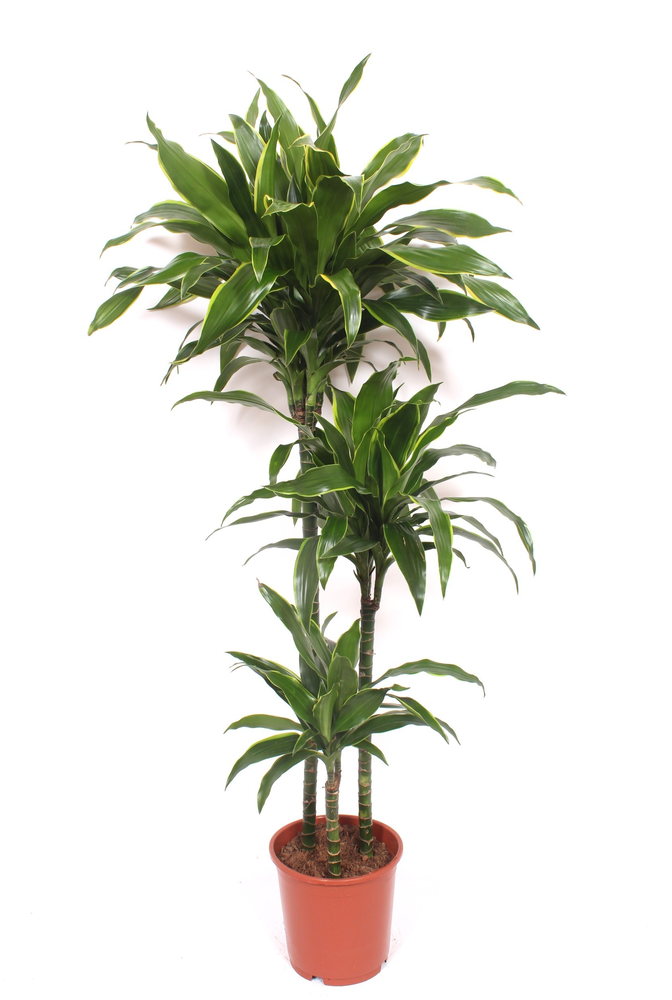 Dracaena Arturo 90-60-30.