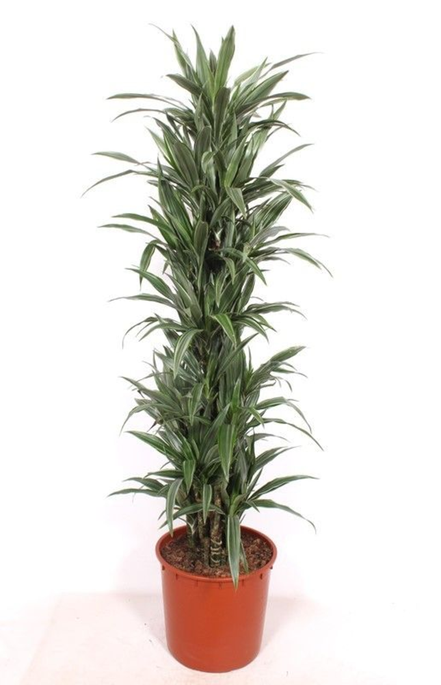 Dracaena Warneckei.
