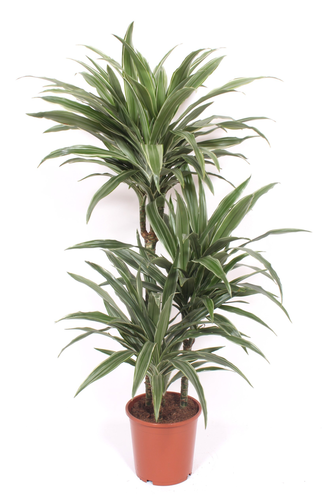 Dracaena Warneckei 60-30-15.