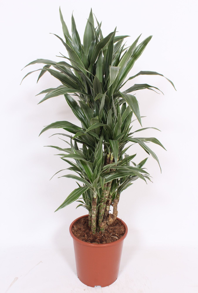 Dracaena Warneckei.