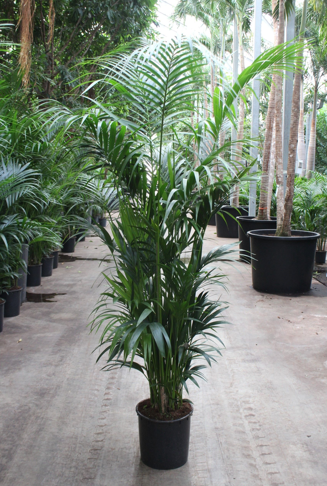 Howea forsteriana 15 per pot.