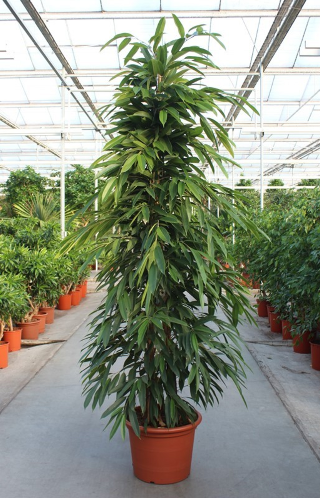 Ficus Amstel King.