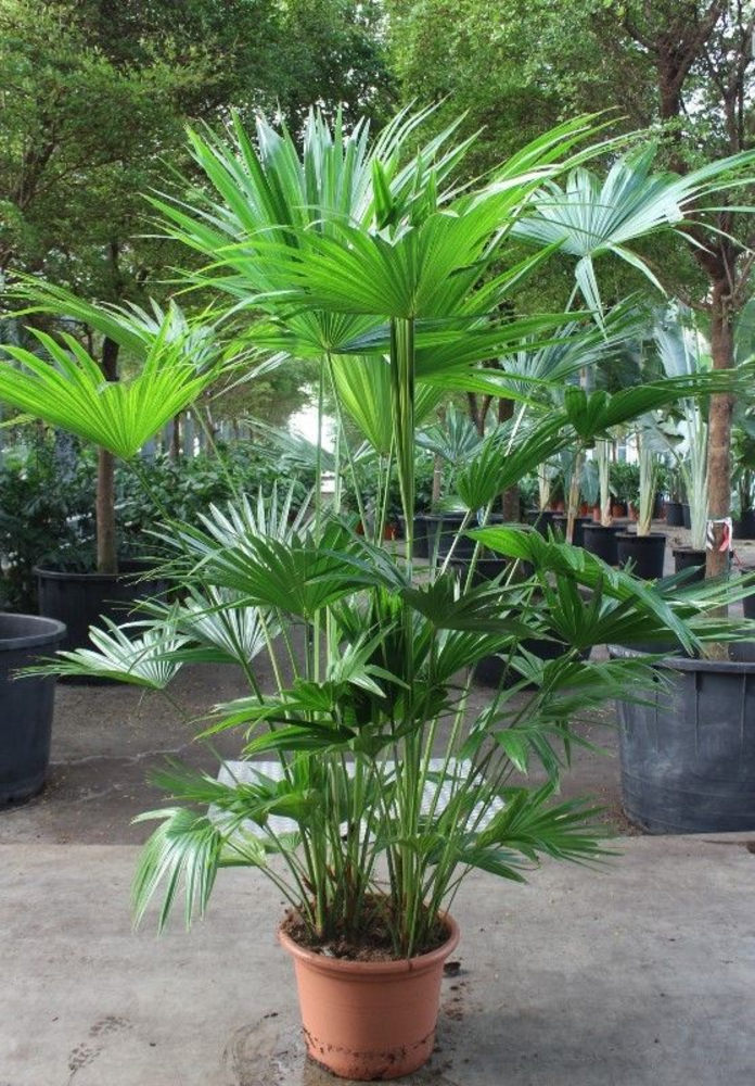 Livistona chinensis.