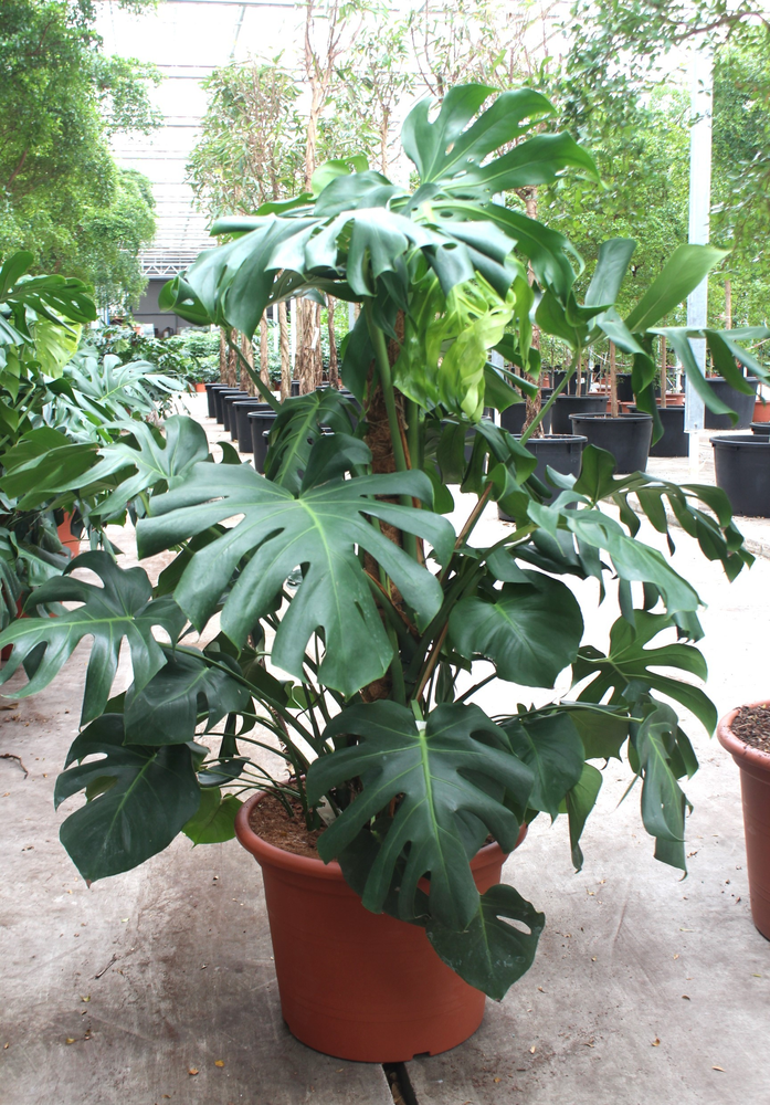 Monstera deliciosa.