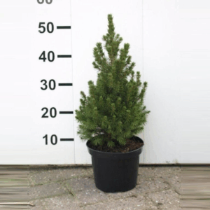 Picea glauca 'Conica'