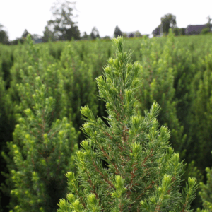Picea glauca 'Conica'