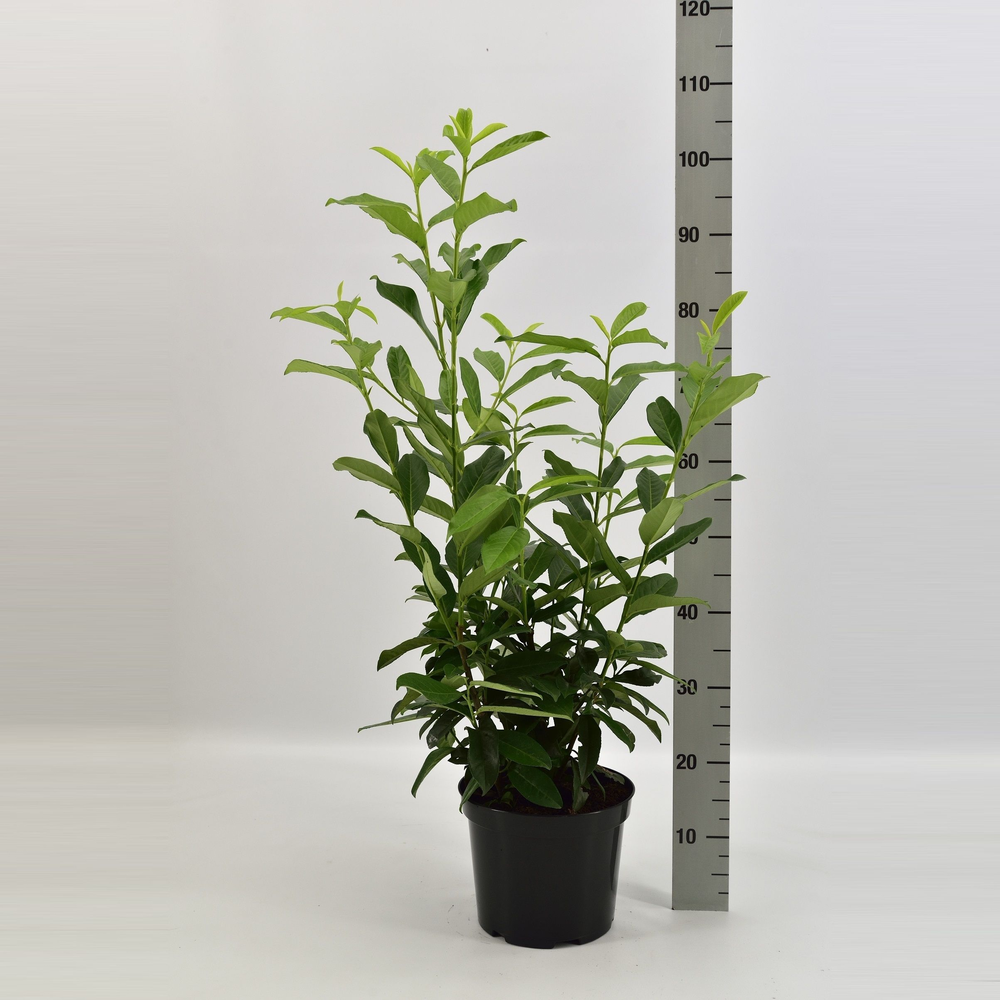 Prunus laurocerasus 'Genolia'®.