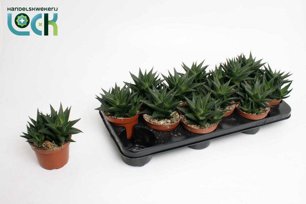 Haworthia Limifolia.