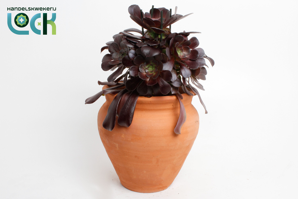 Aeonium Arboreum in kruik.