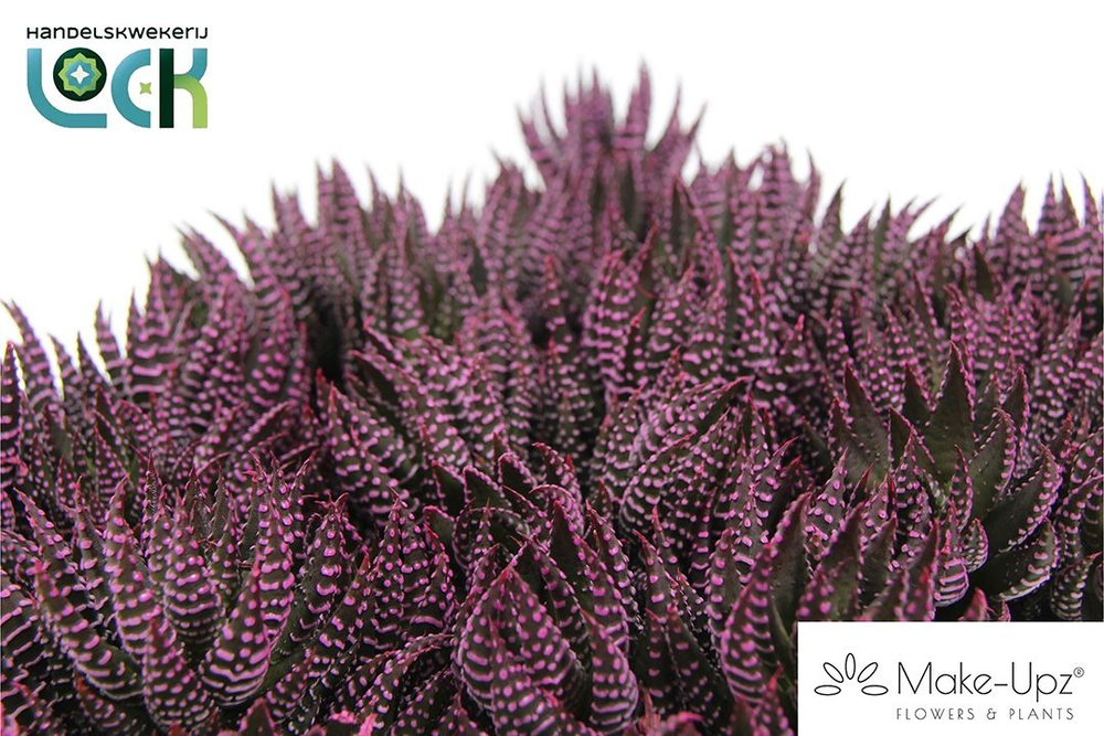 Haworthia Zebrina Make Upz Roze.