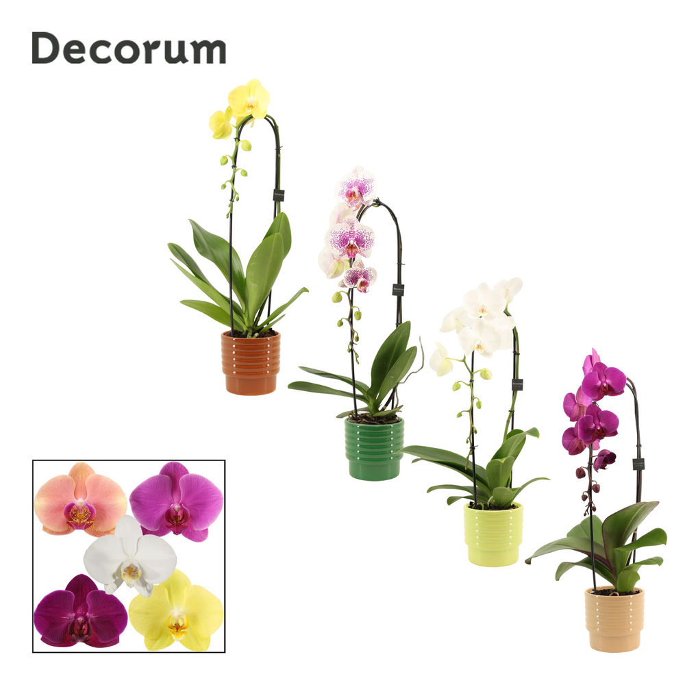 Phalaenopsis cascade 1 tak mix in Naemi (Natural b.