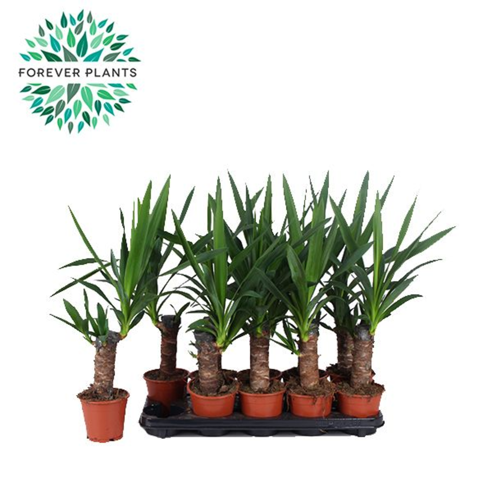 Yucca p12, 20 cm (1+ KOP).