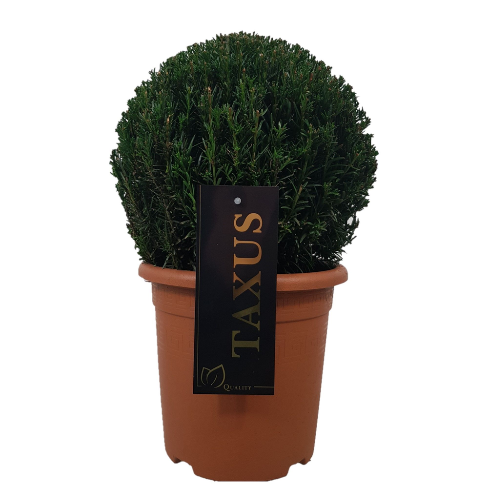 Taxus baccata Bol p20 (th) 25-30 ©.