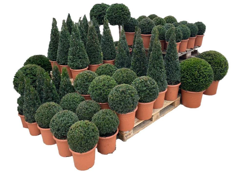Taxus baccata pallet concept TP1 (2cc).