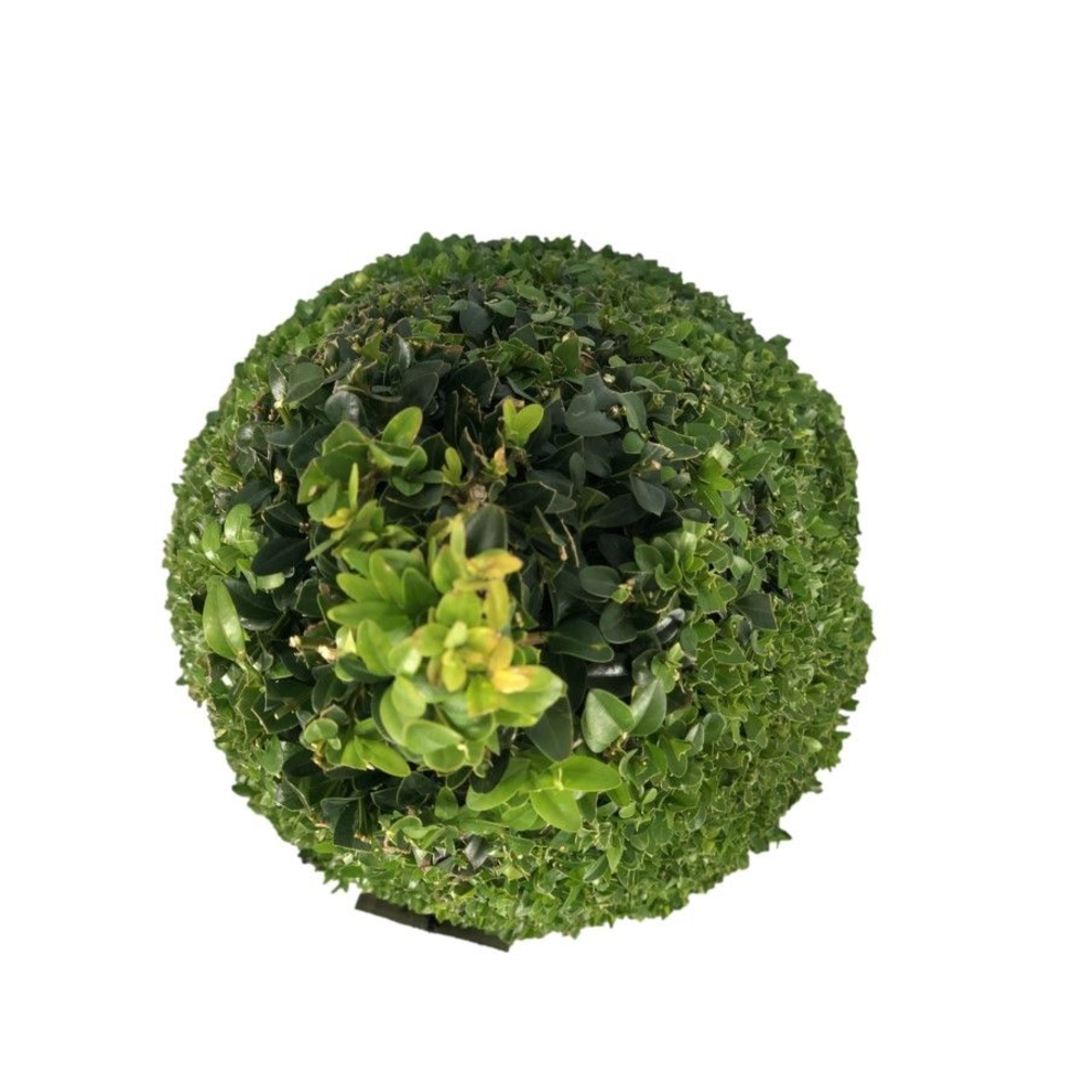 Buxus sempervirens Pyramiden p24 (th) 70-+ ©.