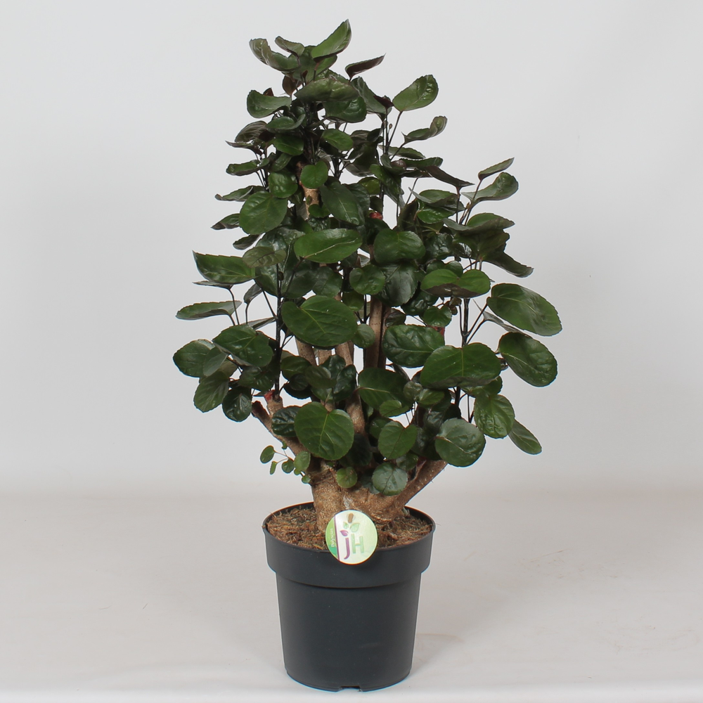 Polyscias 'Fabian'.