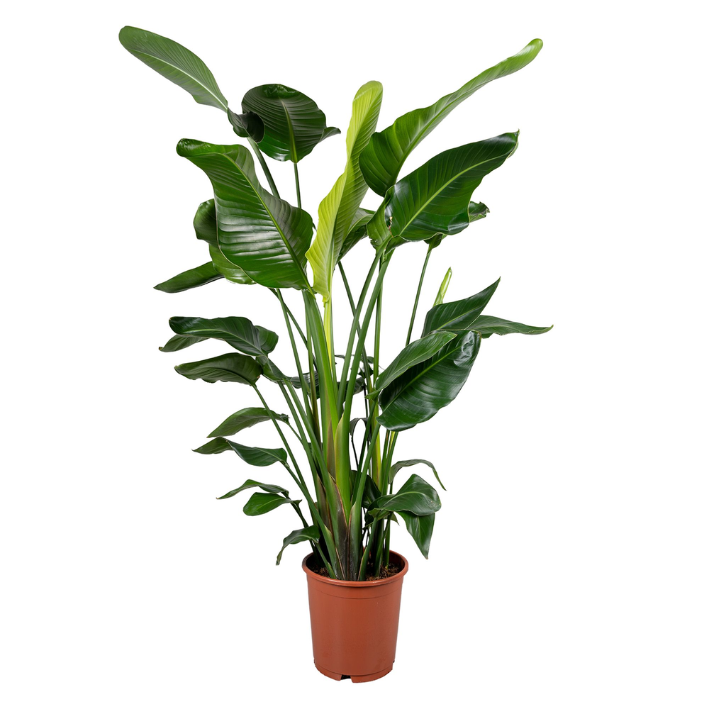 Strelitzia nicolai 5+ stek 130-150cm.