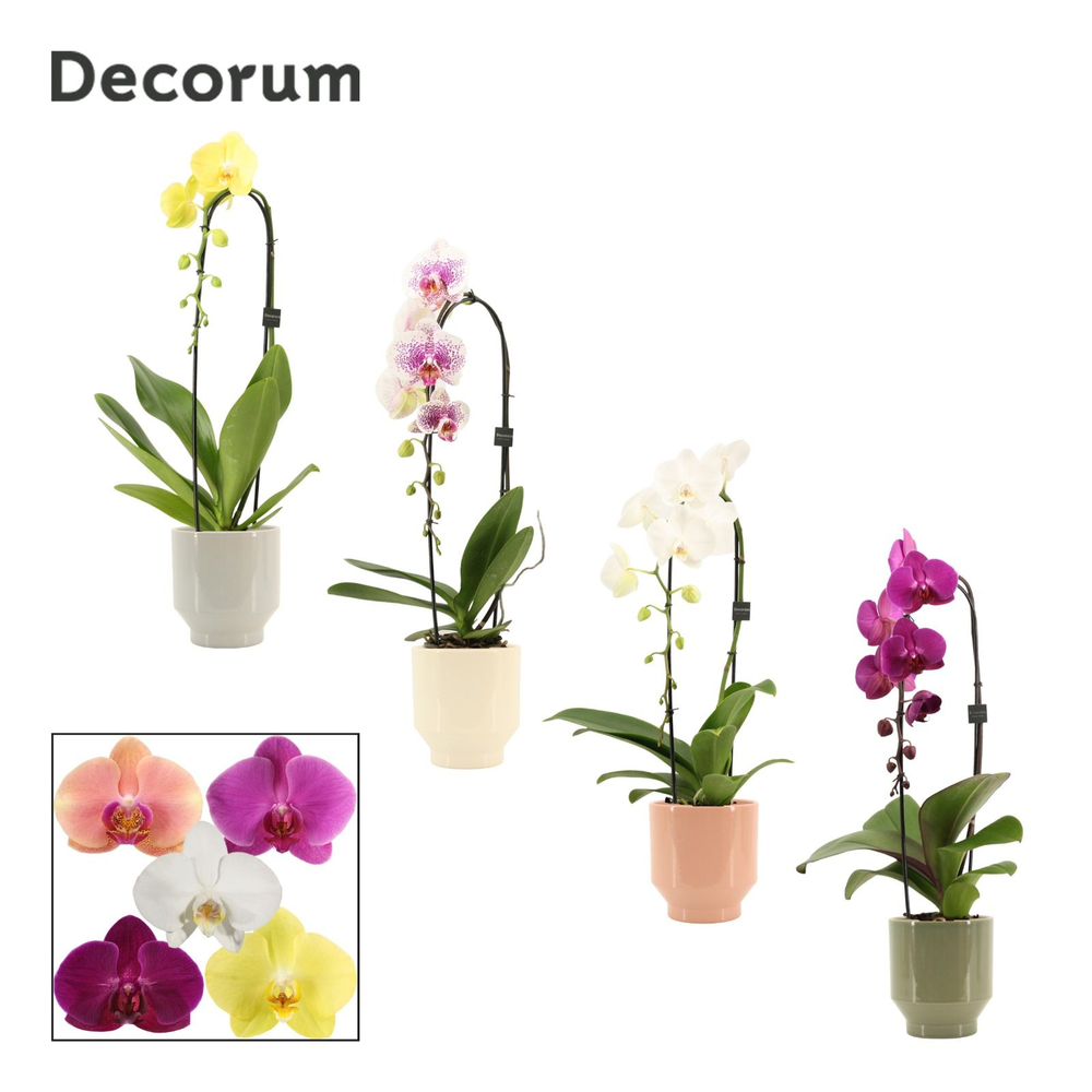 Phalaenopsis cascade 1 tak mix in Pato (Deco-colle.