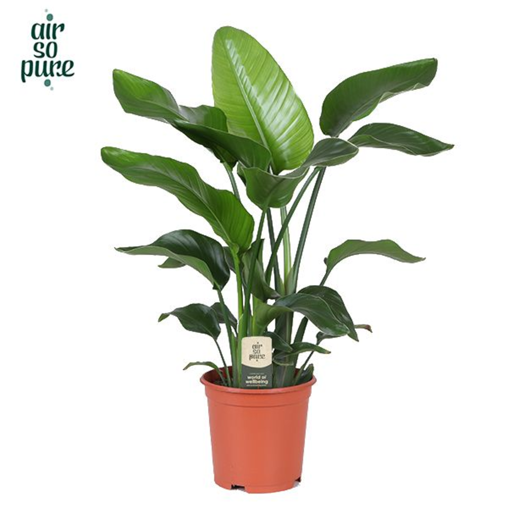 Strelitzia Nicolai p21.