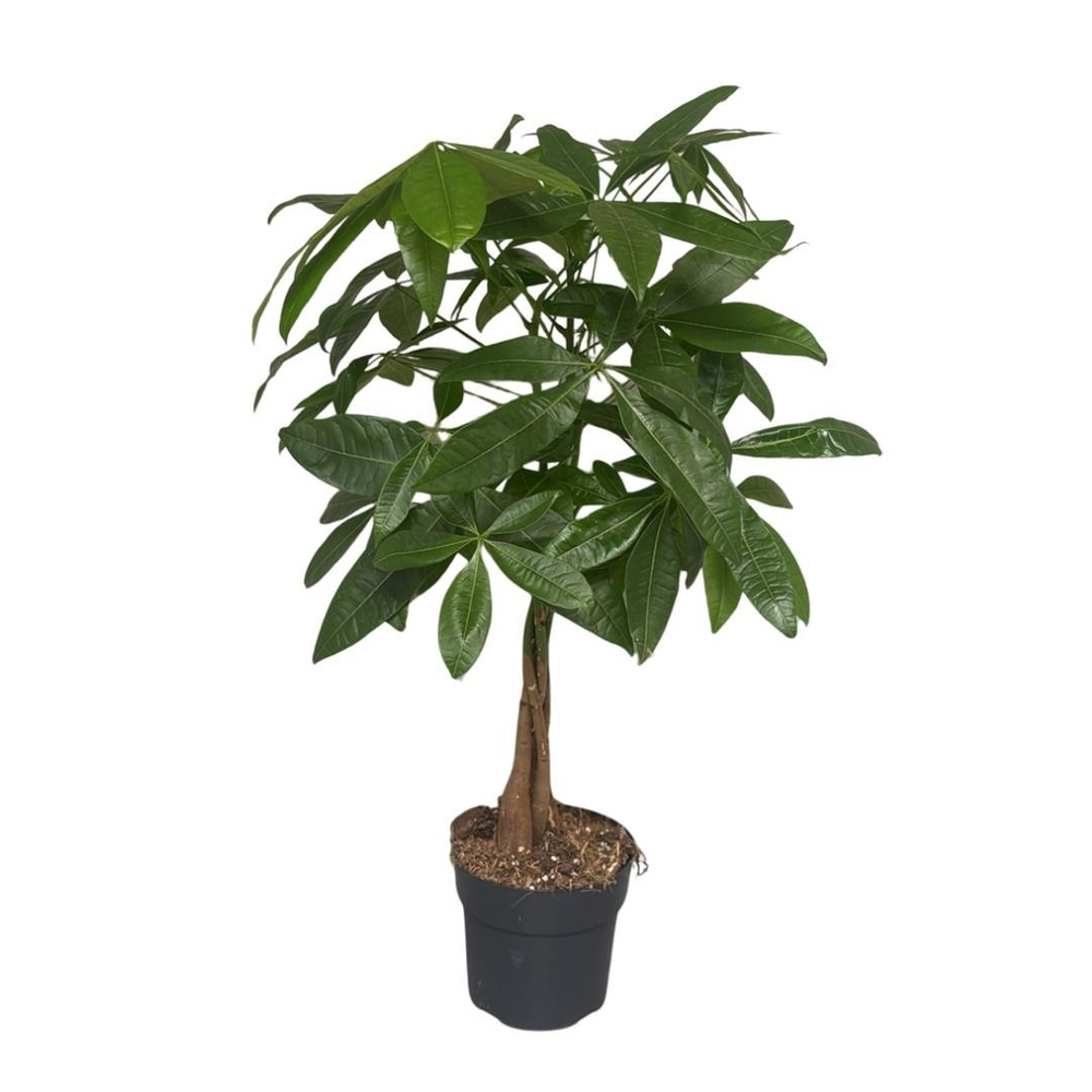 Pachira Aquatica vlecht.