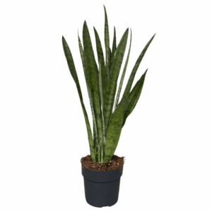 Sansevieria Silver Princess