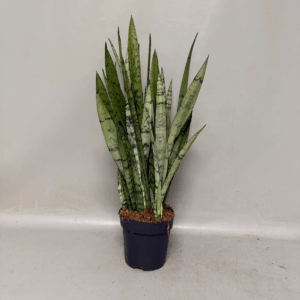 Sansevieria Silver Princes
