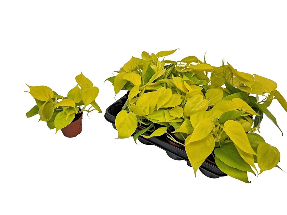 Philodendron Neon.