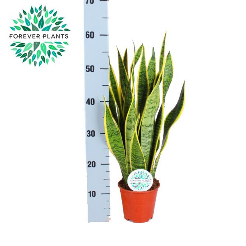 Sansevieria Laurentii p14 (niet MPS gecertificeerd.