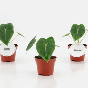 Alocasia Frydek