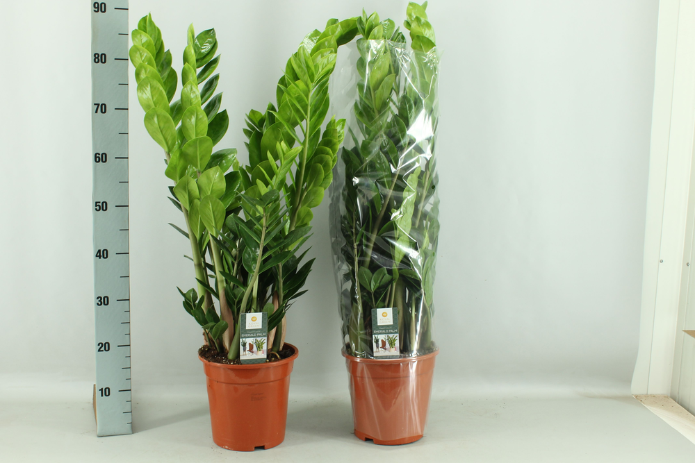 Zamioculcas 21cm.