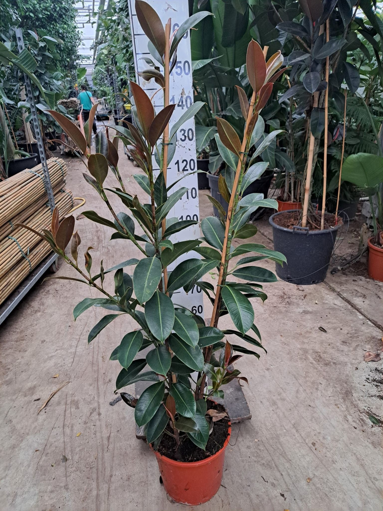 Ficus Elastica Melany toef.