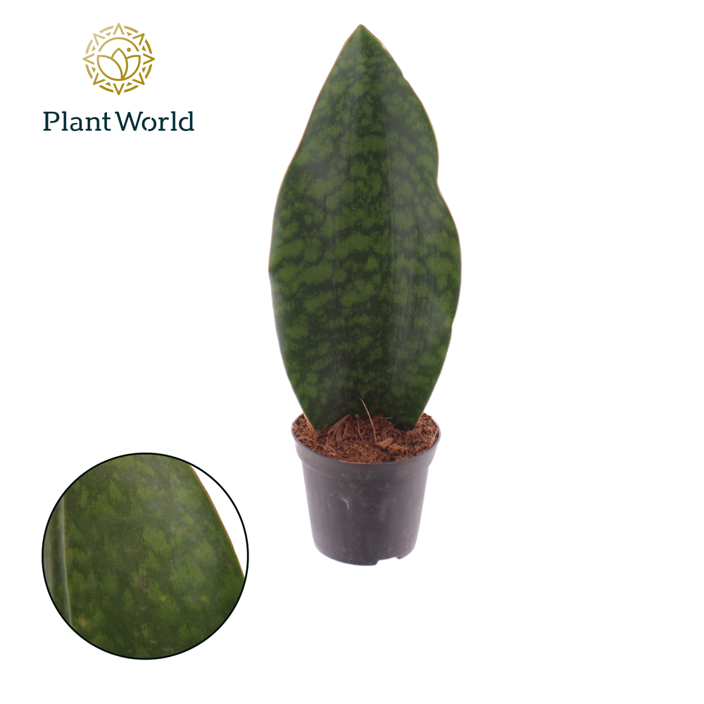 Sansevieria ‘Masoniana’ Whale Fin.
