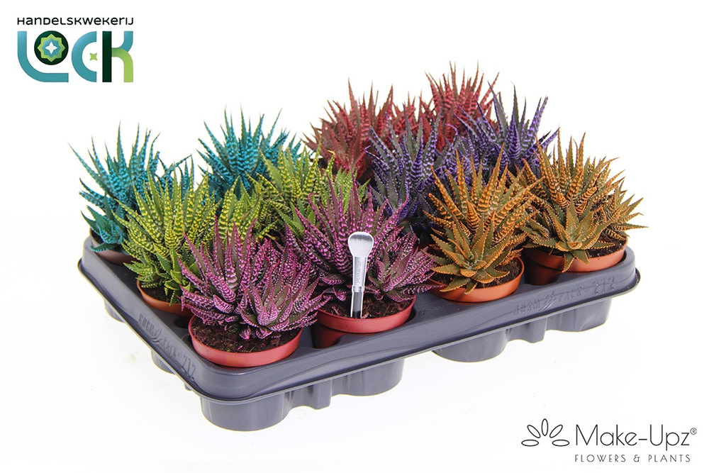 Haworthia Big band mix.