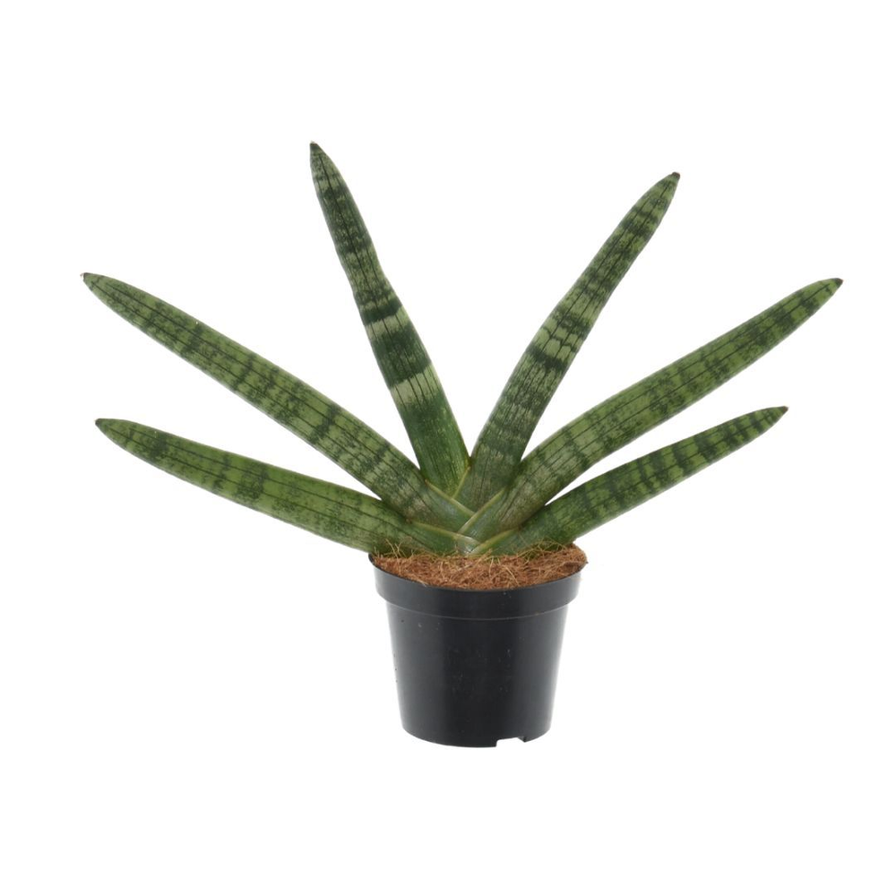 Sansevieria 'Skyline' P7.