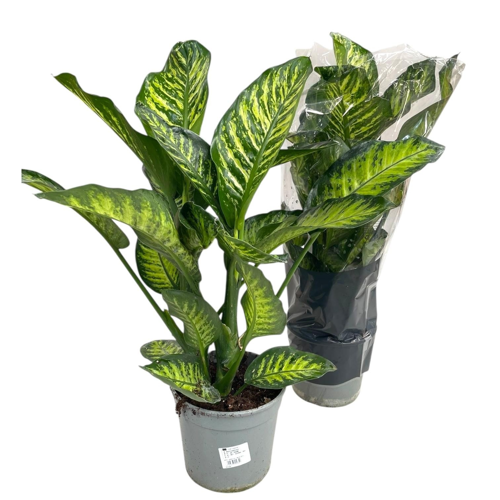 Dieffenbachia Tropic Yellow P21.