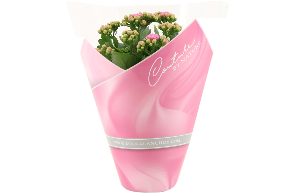 Kalanchoë perfecta Pink Lips in Couture sleeve lig.