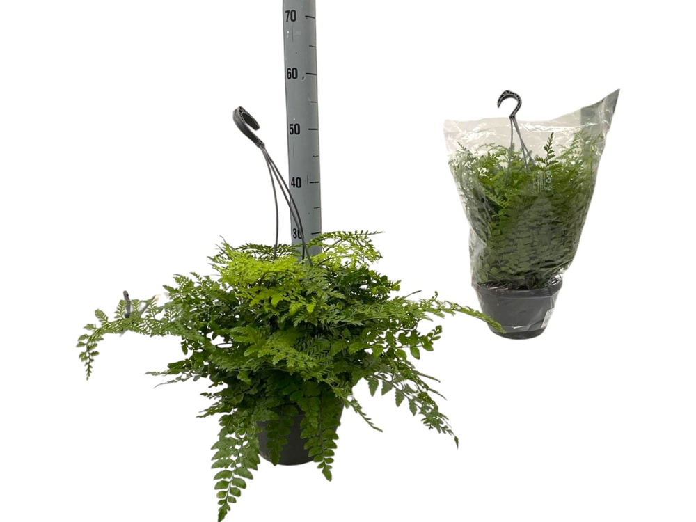 Asplenium Parvati BK20.