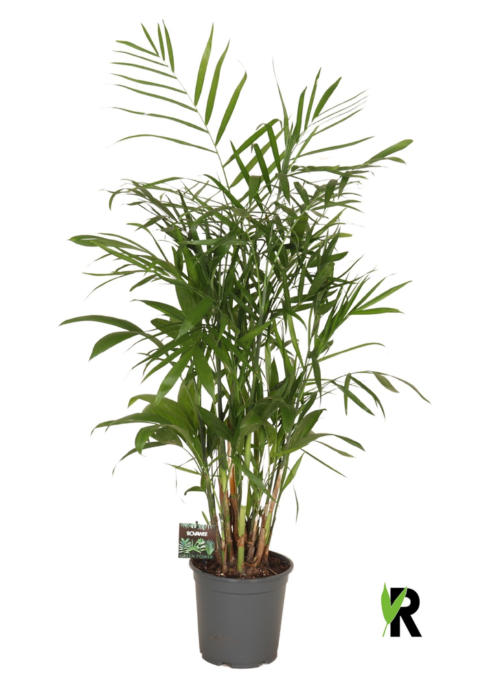 Chamaedorea Seifrizii.