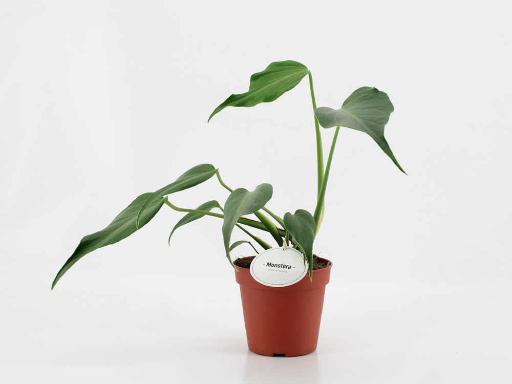 Monstera Burle Marx Flame.