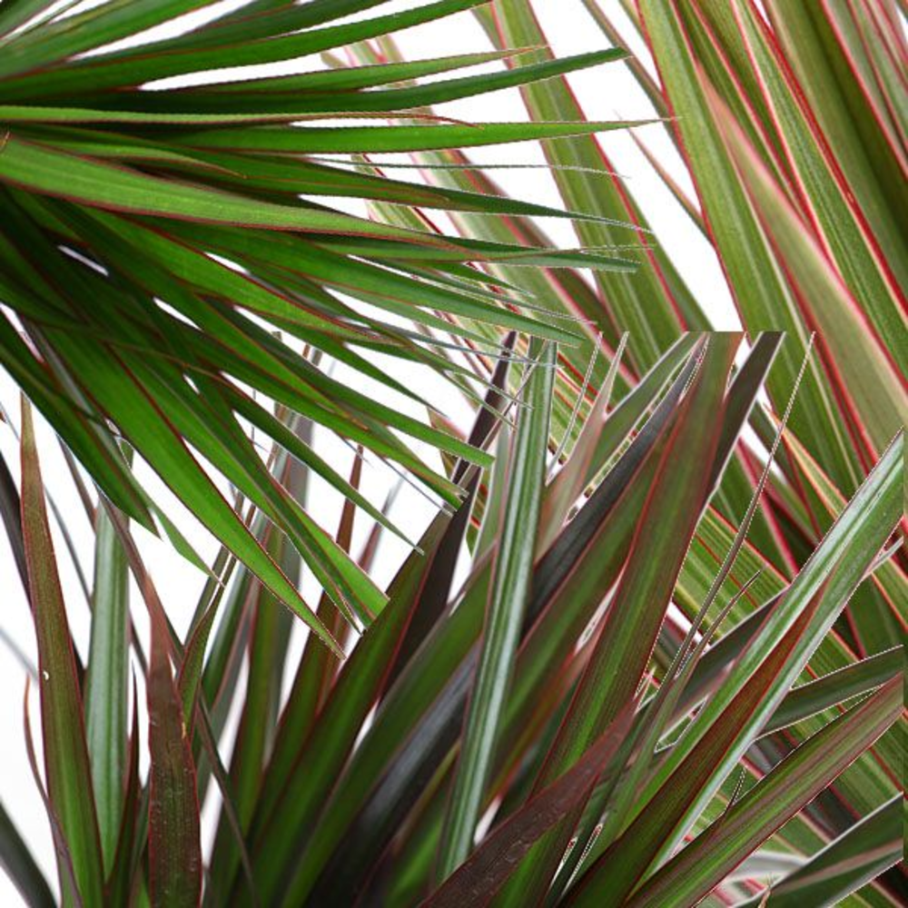 Dracaena Marginata mix p14.