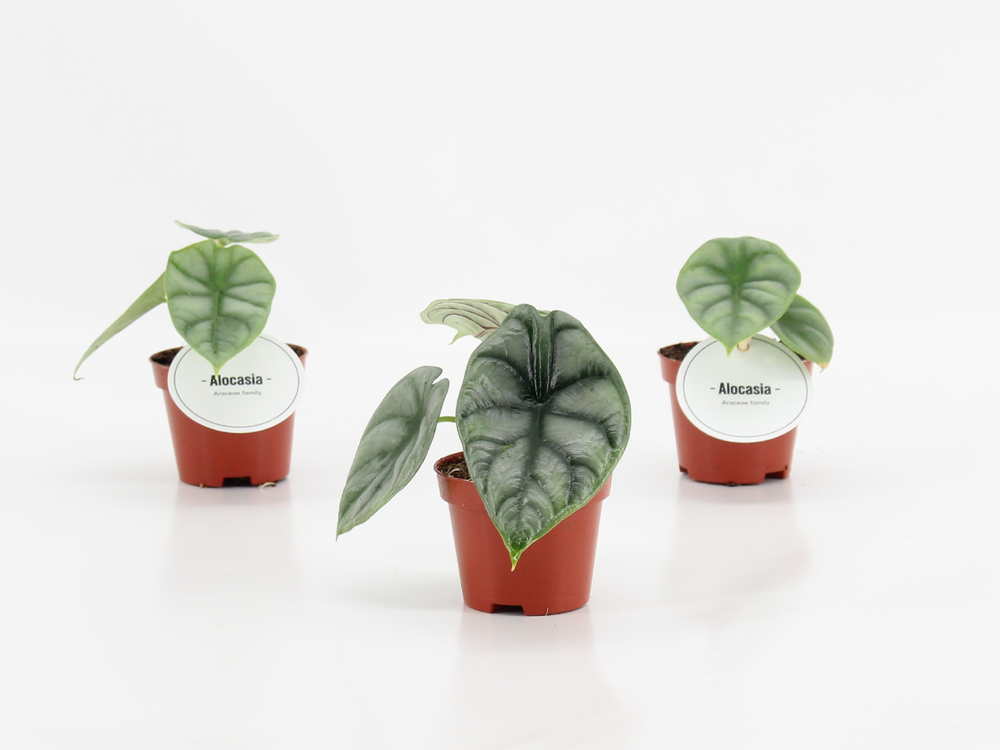 Alocasia Silver Dragon.