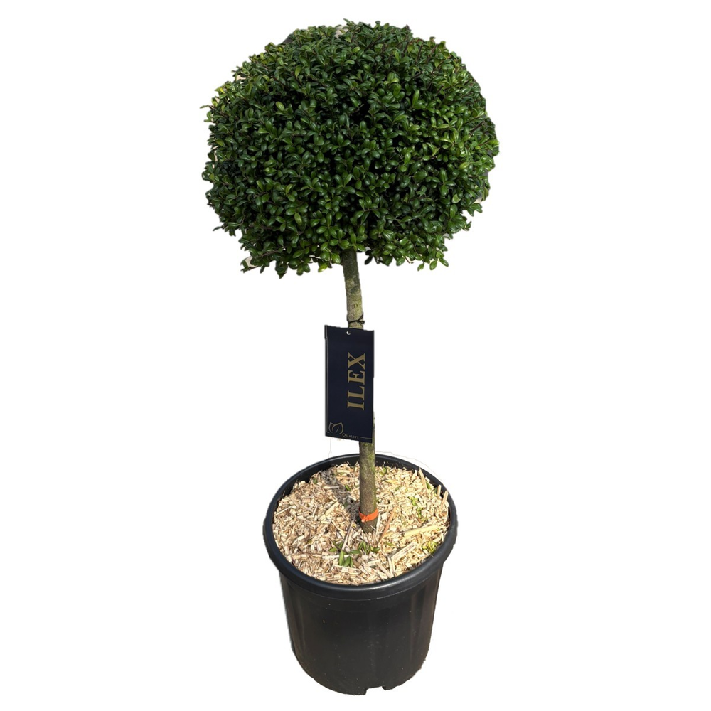 Ilex crenata 'Convexa' Bol p28 (t) stam 50 ©.