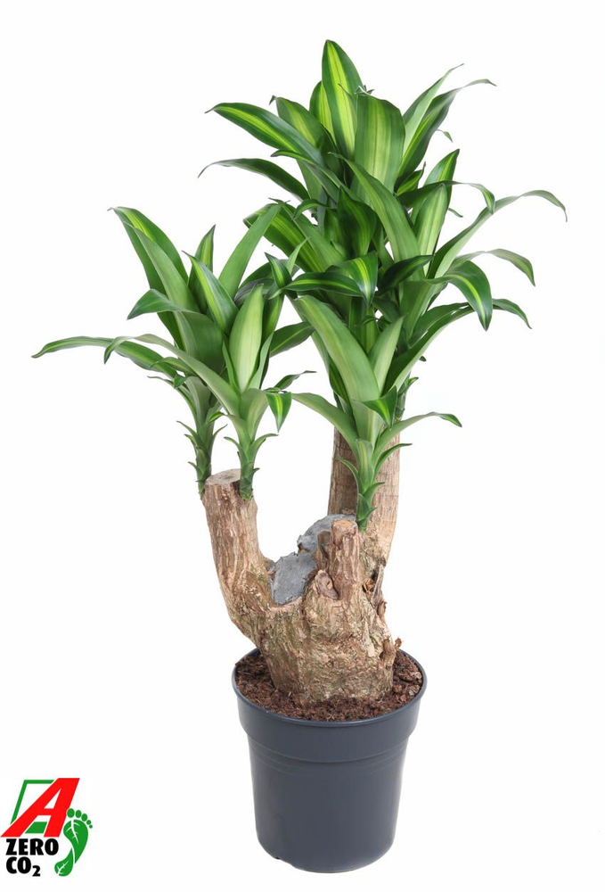 Massangeana vertakt P27 - 2ft.