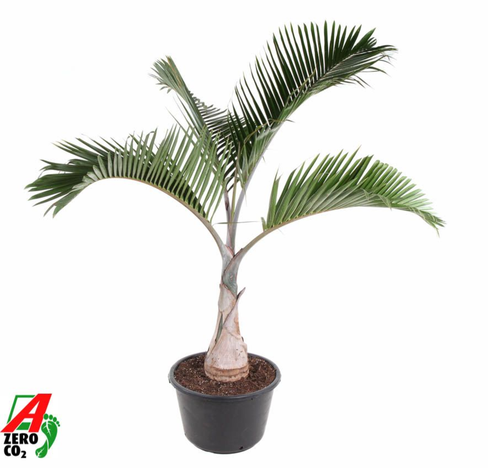 Areca Langenicauls.