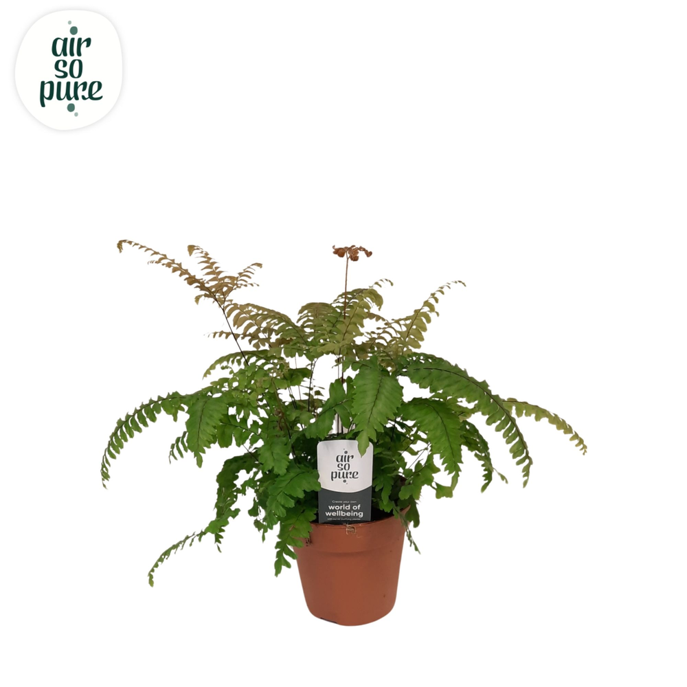 Adiantum roseum - Air So Pure.