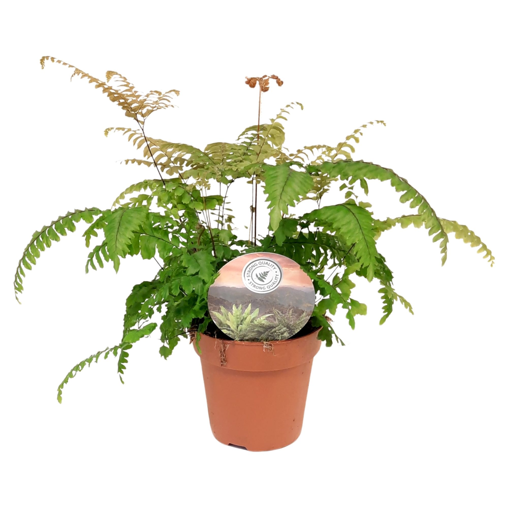 Adiantum roseum.