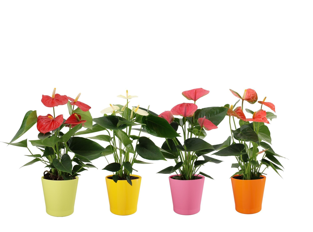 Anthurium 4 color mix in Fleur Gloss ceramics.
