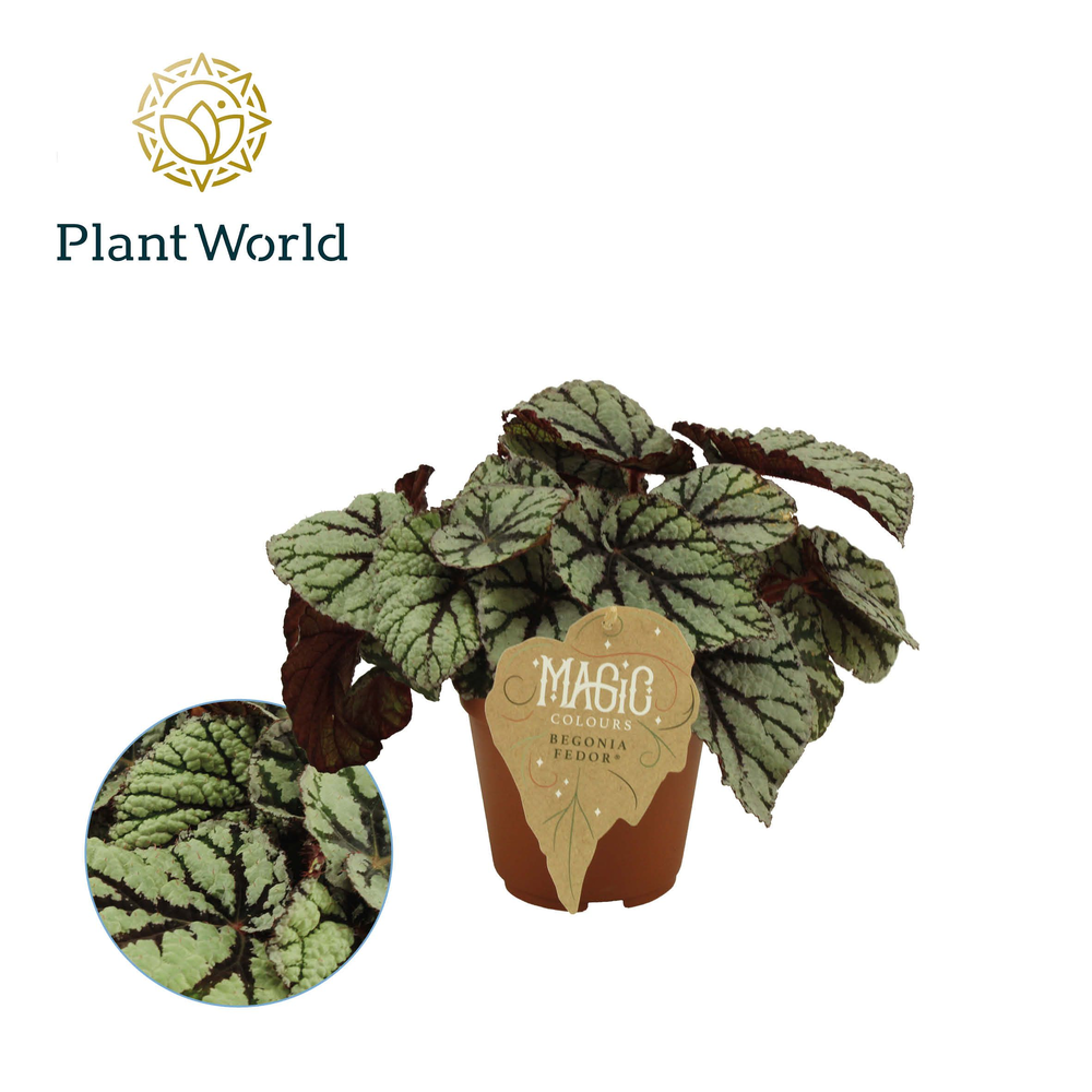 Begonia rex Fedor.