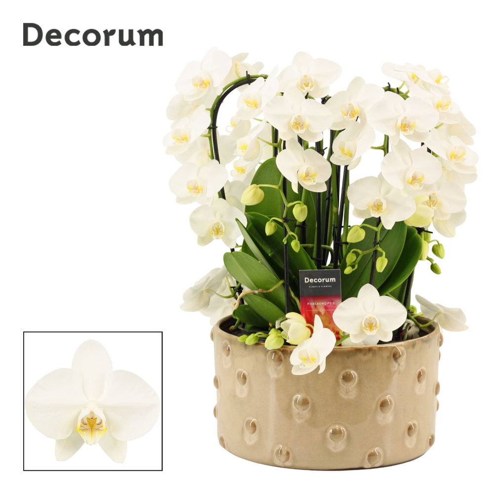Belle twirl 9 tak symphony white (Deco-collection).